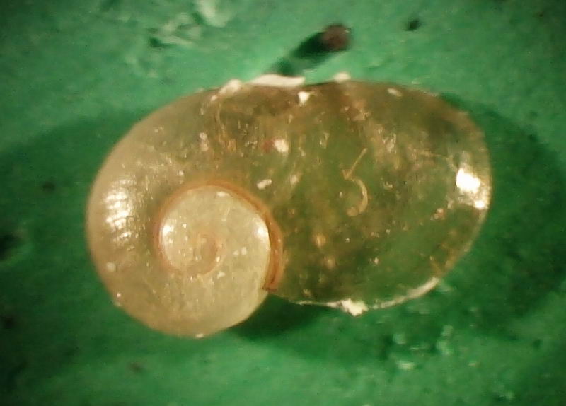 Daudebardia (Daudebardia) brevipes sicula Bivona, 1839
